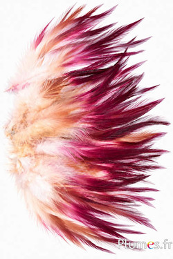 Haan Ombré - gebleekt - 10-15 cm - crème-bruin-bordeaux